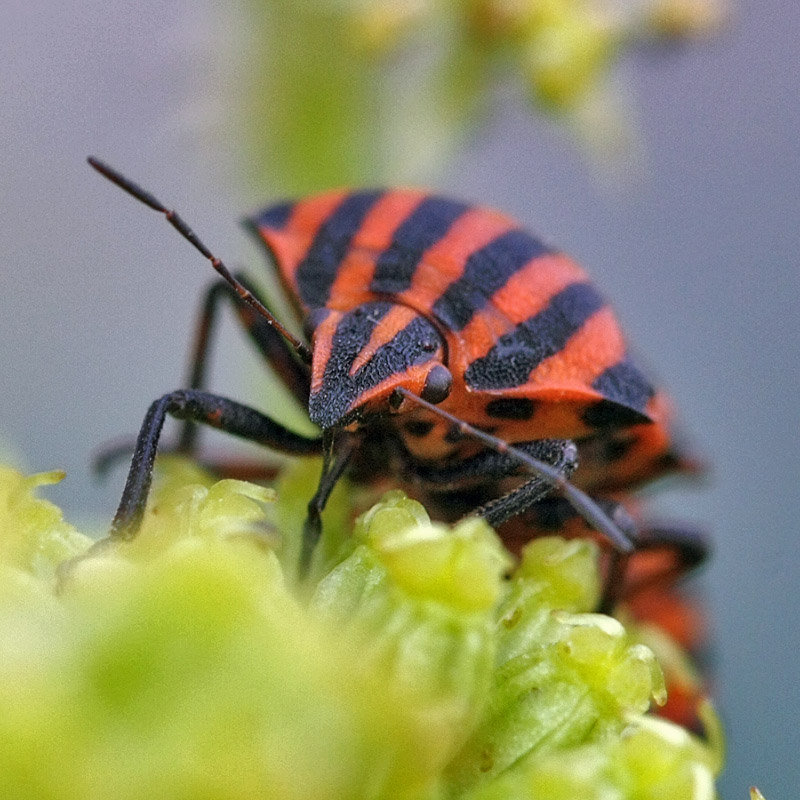 photo "***" tags: nature, macro and close-up, insect