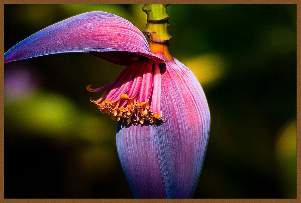 photo "B-fruit" tags: nature, flowers