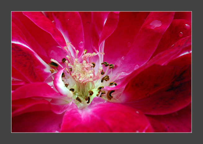 фото "close up" метки: , 