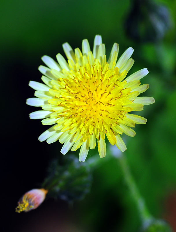 photo "Yellow Flower" tags: nature, flowers