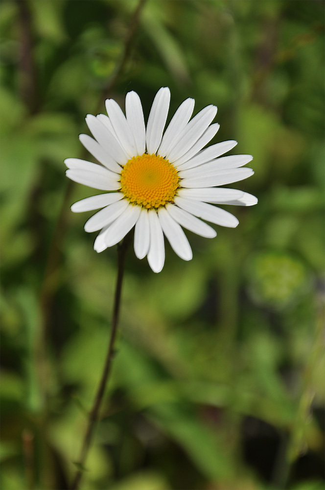 photo "***" tags: nature, flowers