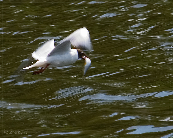 photo "Luck" tags: nature, misc., wild animals