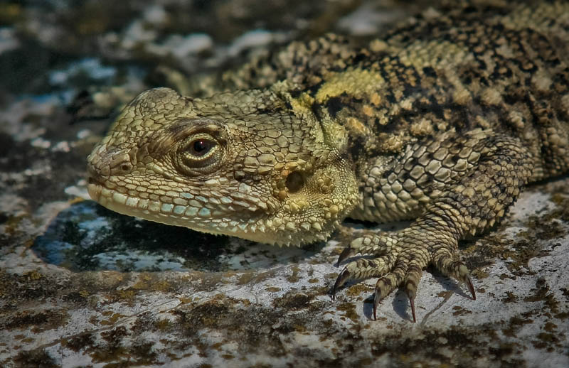 фото "from Jurassic park" метки: природа, макро и крупный план, дикие животные