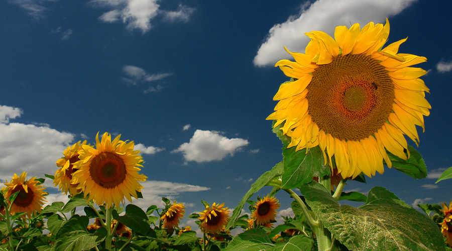 photo "Summer Sun" tags: landscape, nature, flowers