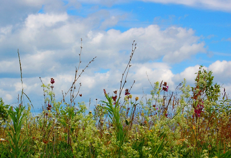 photo "***" tags: landscape, nature, flowers, summer