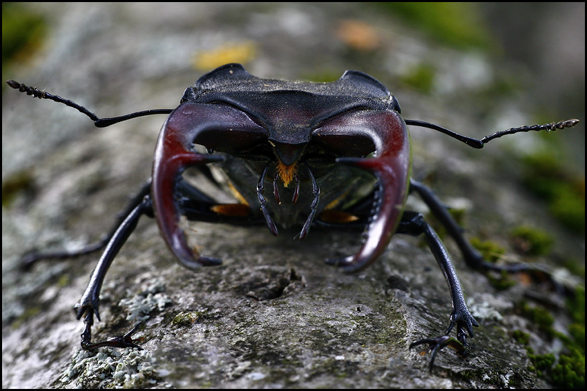 photo "The jaws" tags: macro and close-up, nature, insect