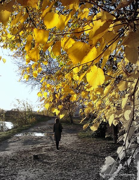 photo "осень,одиночество,печаль" tags: genre, landscape, autumn