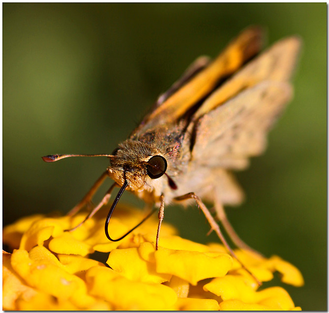 photo "Sipping Lantana" tags: nature, macro and close-up, insect