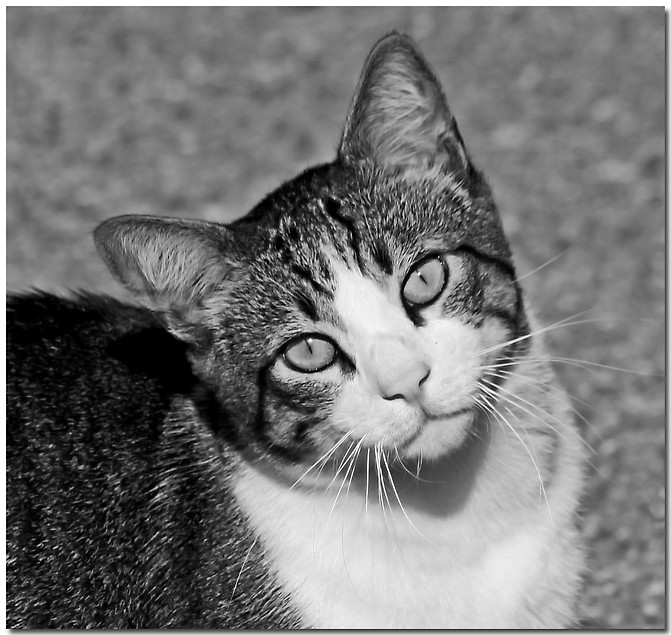 photo "Bright Eyes" tags: nature, black&white, pets/farm animals