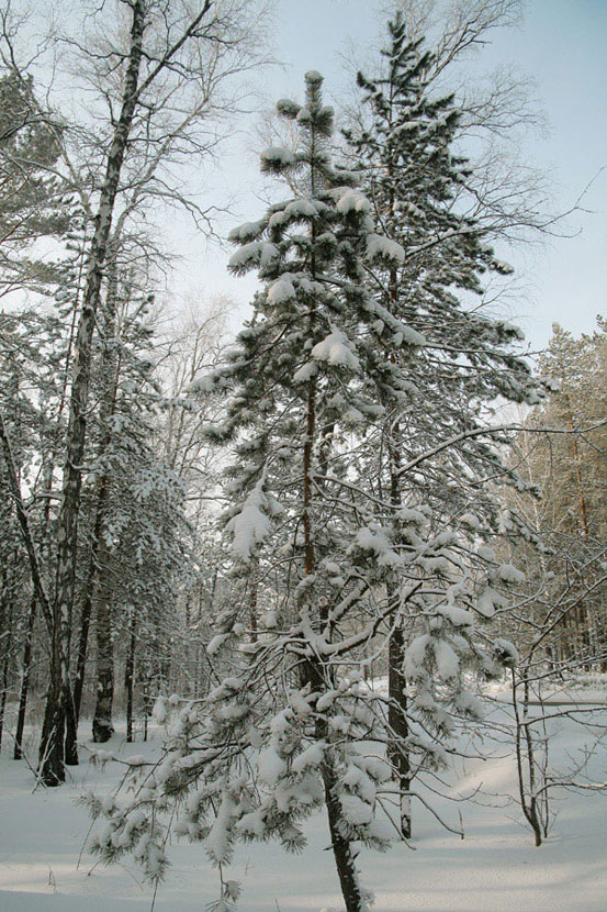 photo "***" tags: landscape, nature, flowers, winter