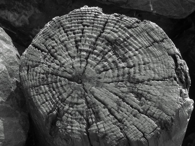 photo "Weathered Log." tags: abstract, black&white, 