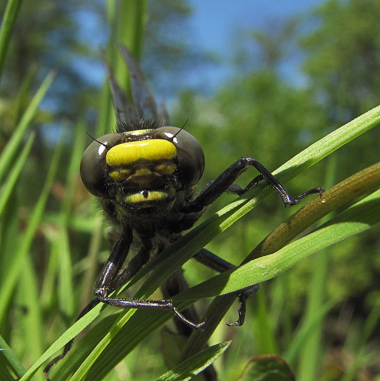 photo "***" tags: nature, insect