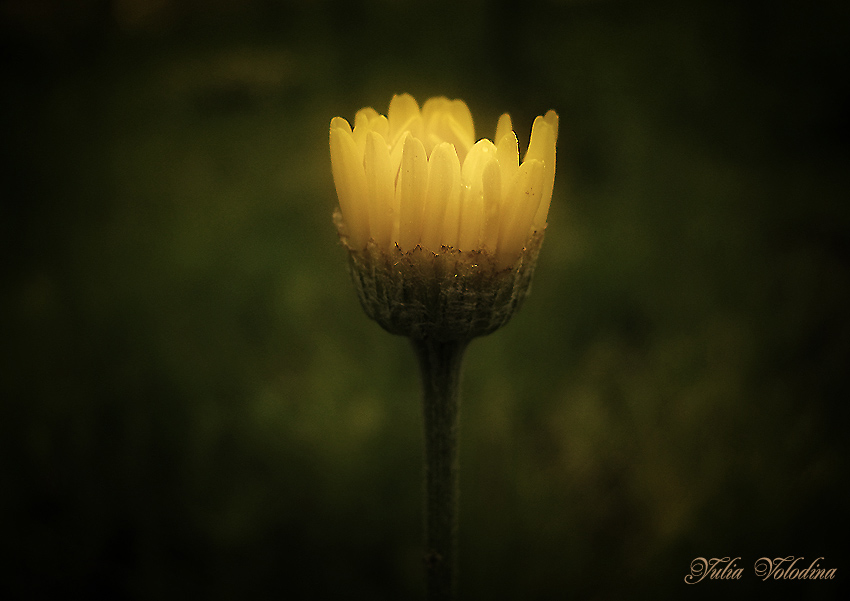 photo "***" tags: nature, flowers