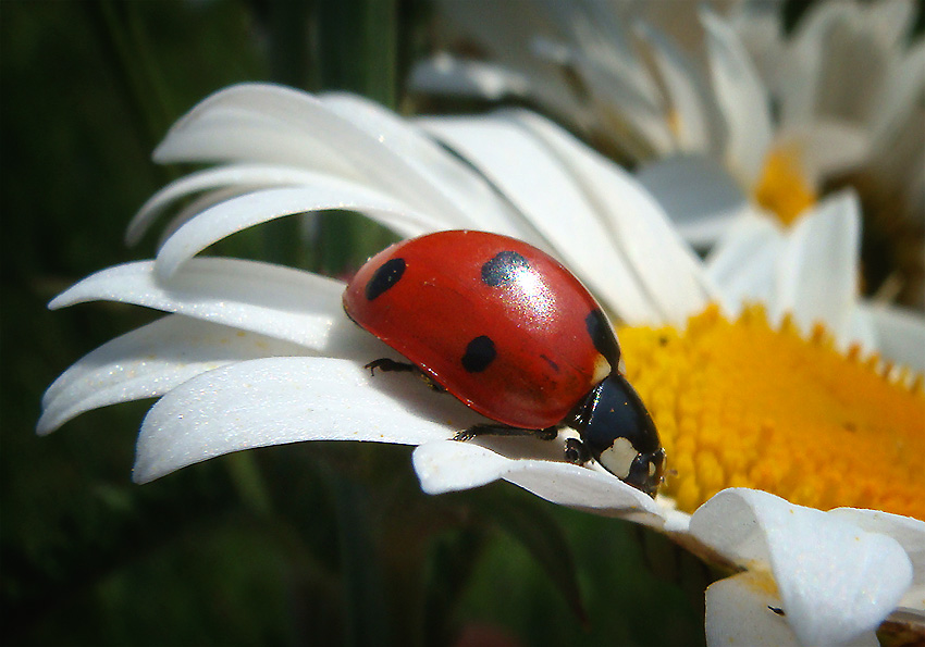 photo "***" tags: macro and close-up, 