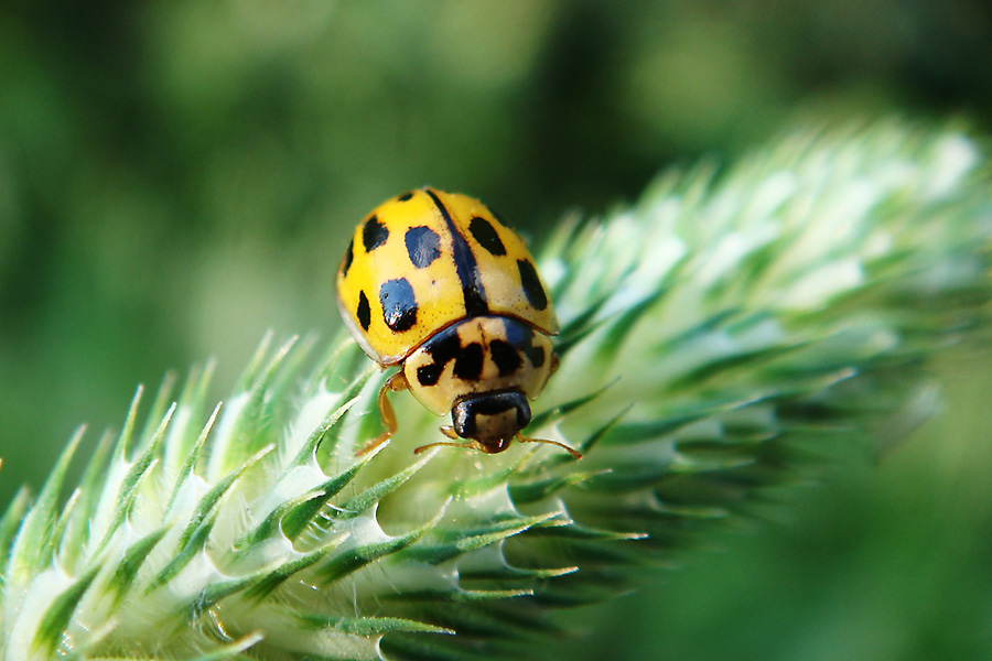 photo "***" tags: macro and close-up, 