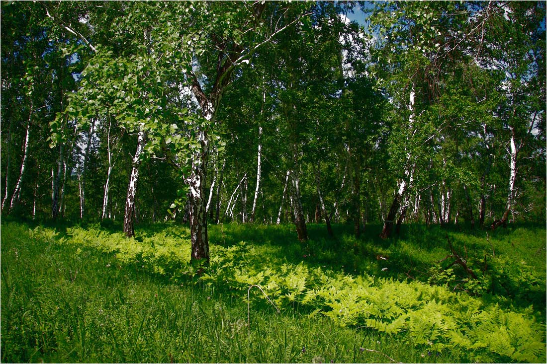 фото "***" метки: пейзаж, лето