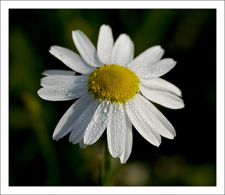 фото "***" метки: природа, цветы