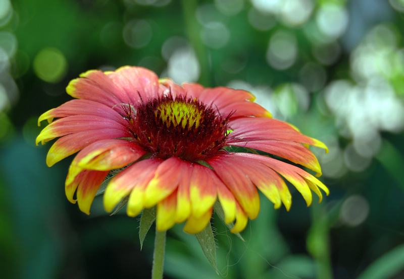 photo "***" tags: nature, flowers