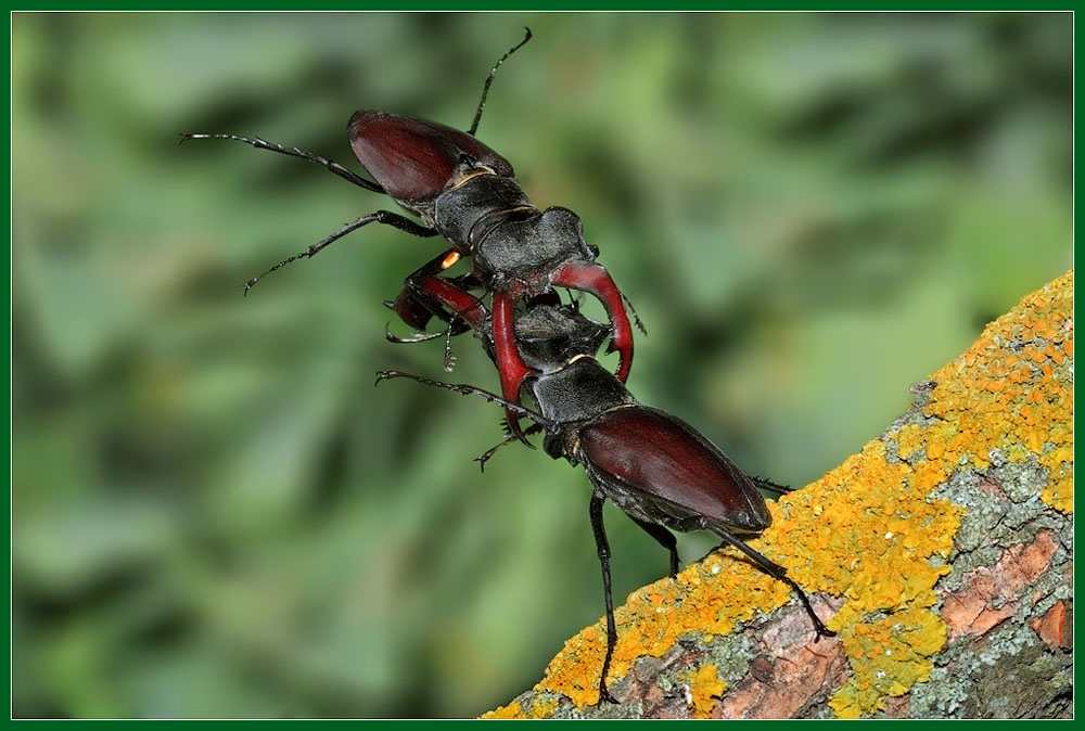 photo "Alien fight" tags: nature, macro and close-up, insect