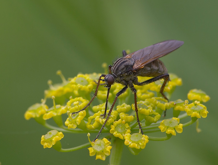 photo "***" tags: macro and close-up, nature, insect