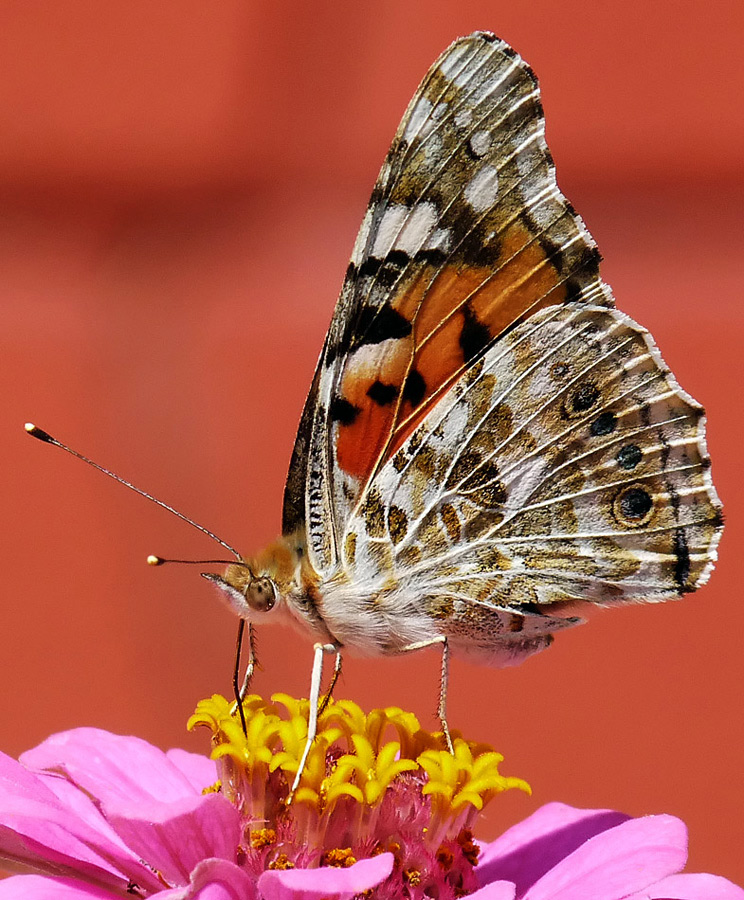 photo "***" tags: nature, insect