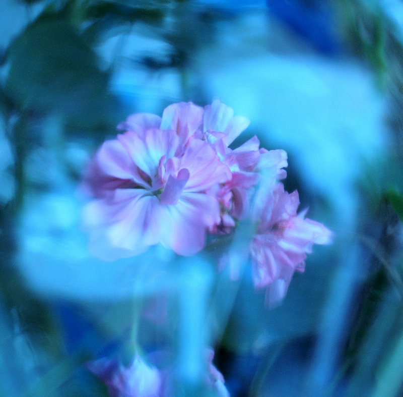 photo "***" tags: nature, abstract, flowers