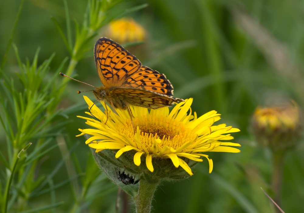 photo "***" tags: nature, flowers, insect