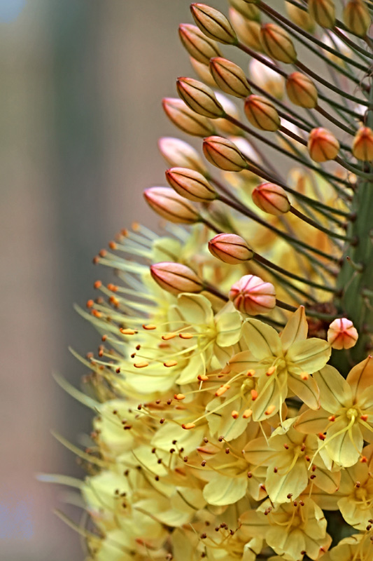 photo "Eremurus-2" tags: nature, macro and close-up, flowers