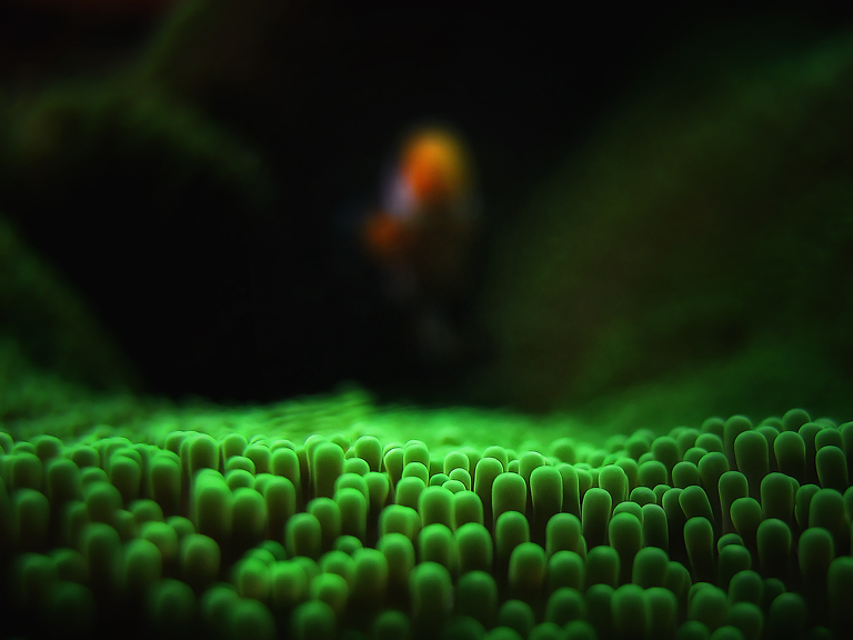photo "sea anemone" tags: macro and close-up, underwater, 
