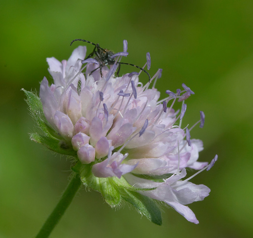 photo "***" tags: macro and close-up, nature, flowers