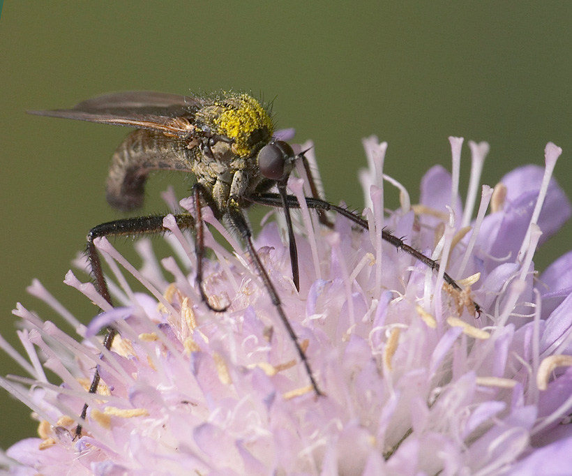 photo "***" tags: macro and close-up, nature, insect