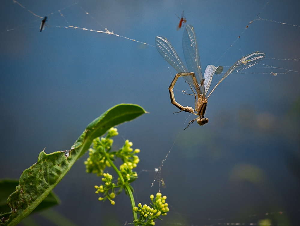 photo "In networks" tags: nature, insect