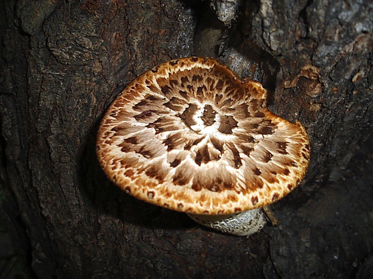 photo "Toadstool" tags: macro and close-up, nature, flowers