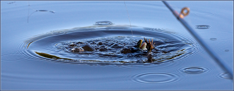 photo "water monster" tags: nature, landscape, water