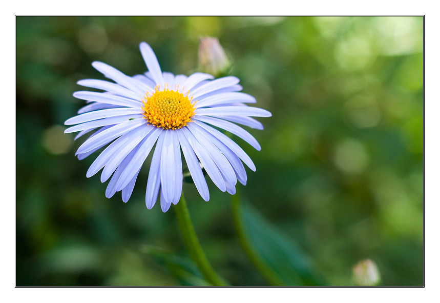 photo "***" tags: nature, flowers