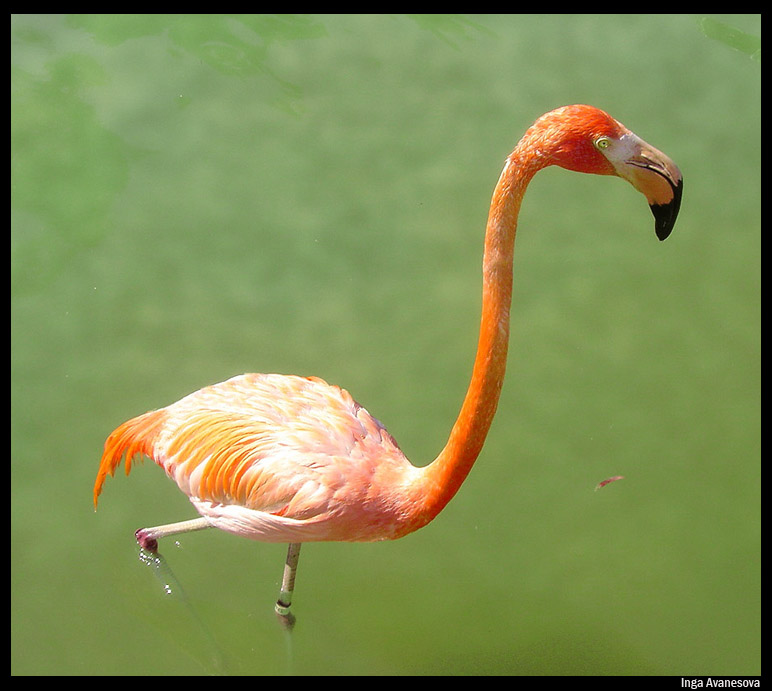 фото "Flamingo" метки: природа, дикие животные