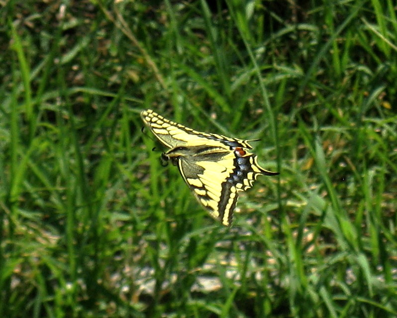 photo "***" tags: nature, insect