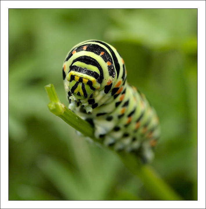 photo "***" tags: nature, insect