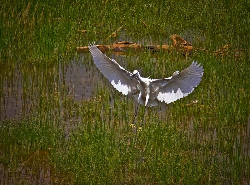 photo "landing" tags: nature, wild animals