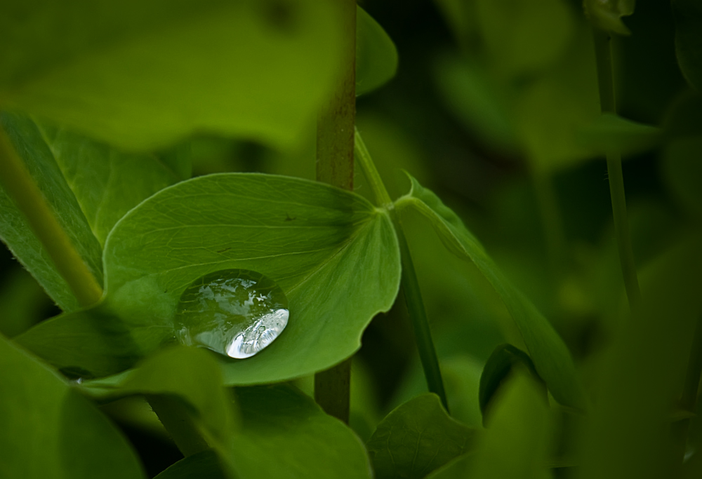 photo "Reflecting the sky" tags: macro and close-up, nature, flowers