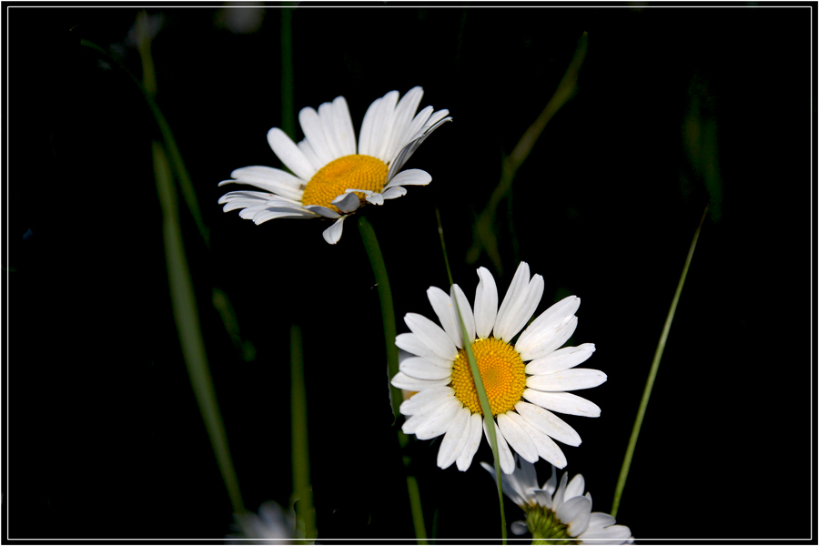 photo "***" tags: nature, flowers