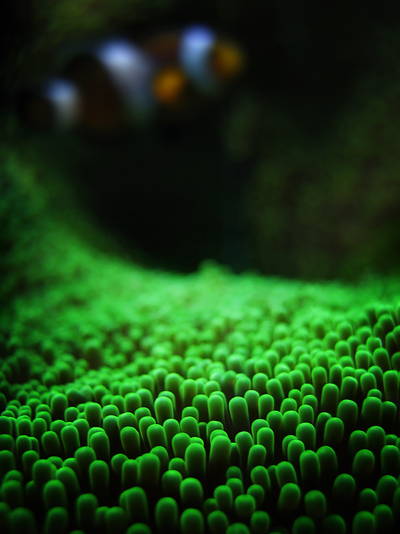 фото "sea anemone II" метки: макро и крупный план, подводные, 