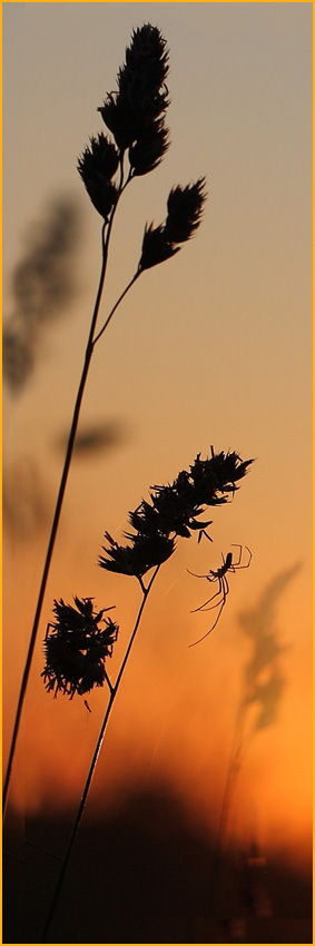 photo "***" tags: landscape, summer, sunset