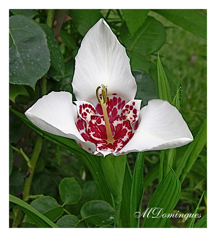 фото "White tigridia" метки: природа, цветы