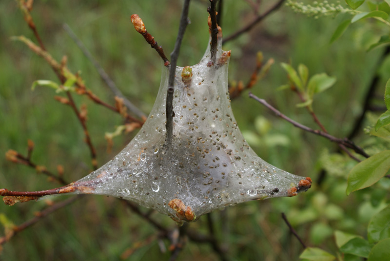 photo "Baby Spiders" tags: landscape, forest