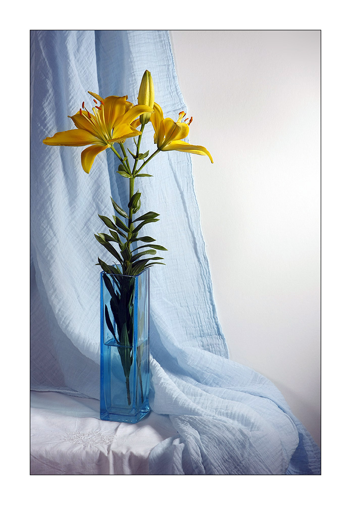 photo "Lily" tags: still life, 