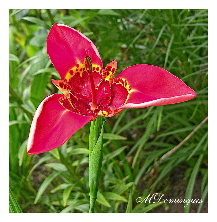 photo "Red tigridia" tags: nature, flowers