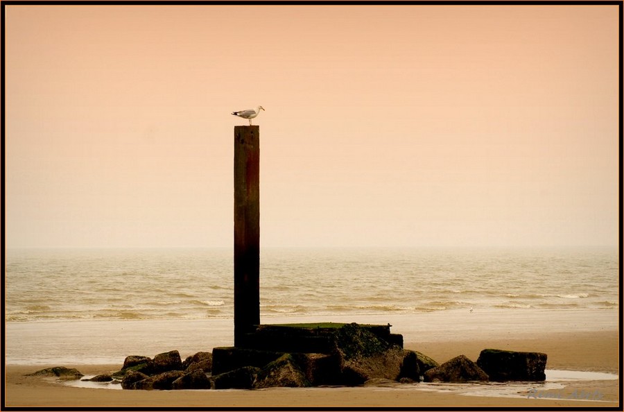 фото "the bird" метки: пейзаж, вода, закат