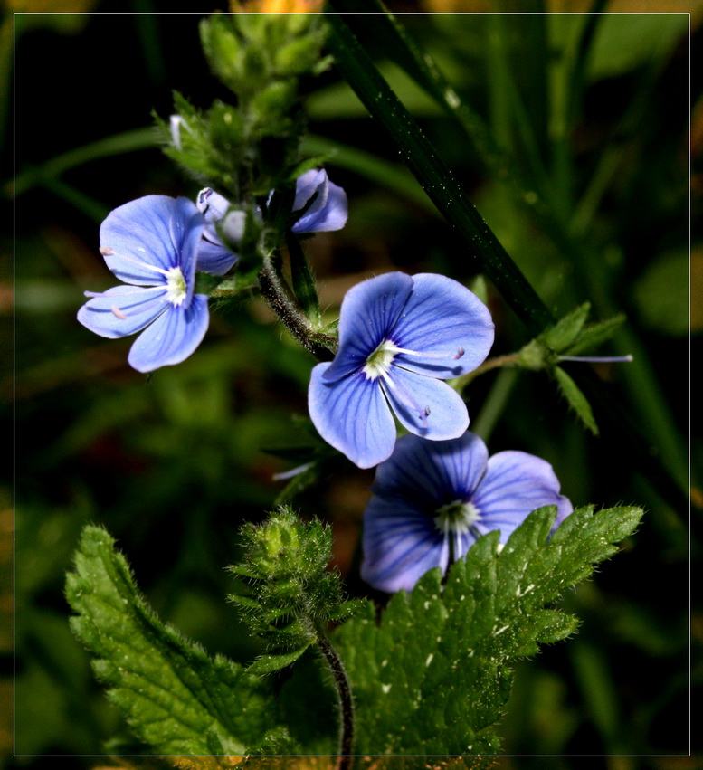 photo "***" tags: nature, flowers