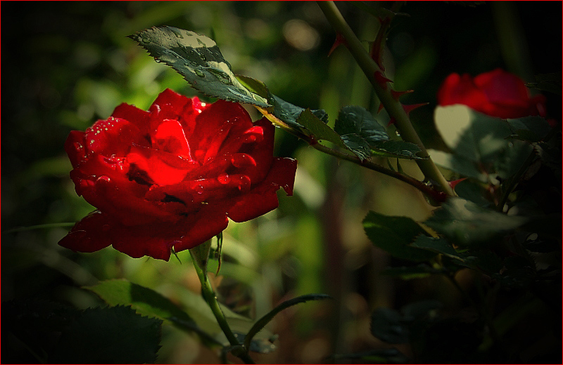 фото "Спрятанная в тени сада" метки: природа, цветы